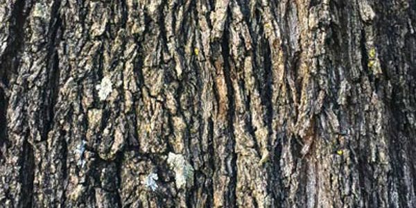 ecorce-arbre-laseve-greenworking