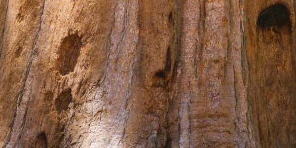 ecorce-arbre-sequoia-salle-laseve-greenworking