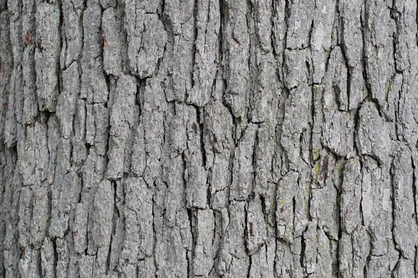 ecorce-arbre-tilleul-salle-laseve-greenworking