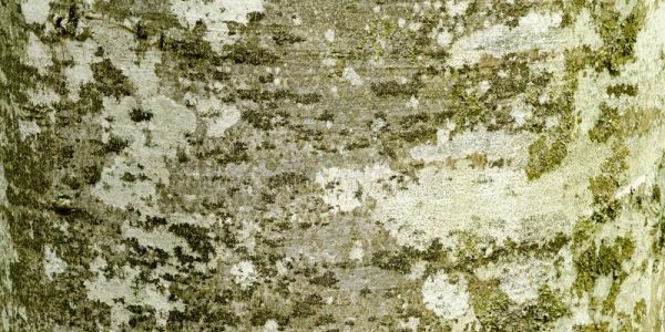 écorce-d-arbre-de-hêtre-avec-le-modèle-texturisé-115674098