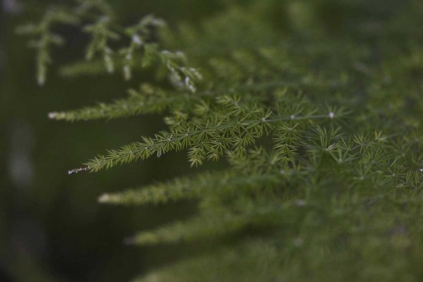 epine-pin-la-seve-greenworking